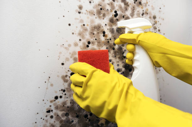 Best Mold Removal Company Near Me  in West Peoria, IL