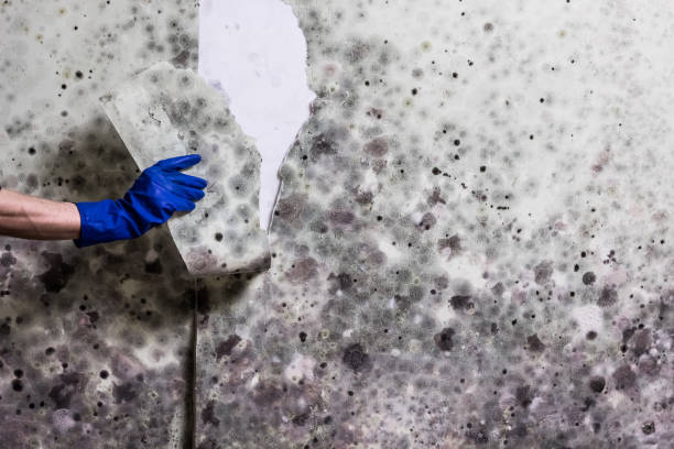 Best Professional Mold Removal  in West Peoria, IL