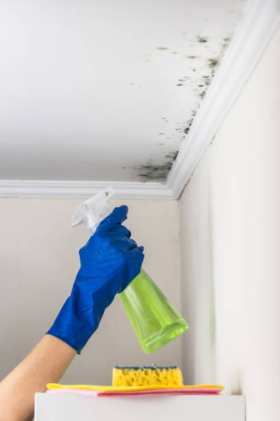 Best Certified Mold Removal  in West Peoria, IL